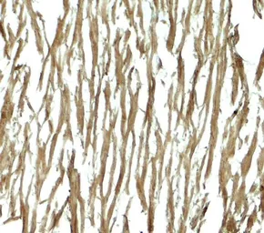 Anti-DNAJC13 antibody used in IHC (Paraffin sections) (IHC-P). GTX32149