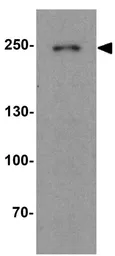 Anti-DNAJC13 antibody used in Western Blot (WB). GTX32149