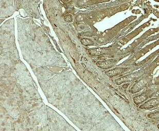 Anti-SLC29A3 antibody used in IHC (Paraffin sections) (IHC-P). GTX32151
