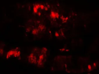 Anti-SLC29A3 antibody used in IHC (Paraffin sections) (IHC-P). GTX32151