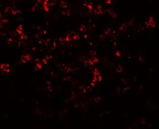 Anti-MKRN3 antibody used in IHC (Paraffin sections) (IHC-P). GTX32153