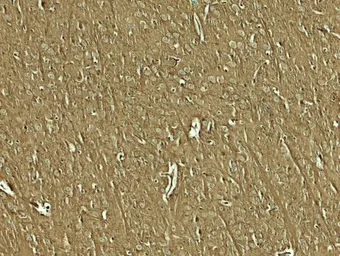 Anti-NAP1L5 antibody used in IHC (Paraffin sections) (IHC-P). GTX32154