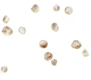 Anti-RSPO3 antibody used in Immunocytochemistry/ Immunofluorescence (ICC/IF). GTX32155