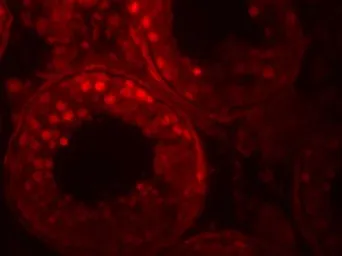 Anti-ADAM29 antibody used in IHC (Paraffin sections) (IHC-P). GTX32157