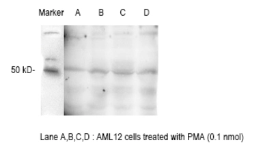 Anti-E2F1 (phospho Thr433) antibody used in Western Blot (WB). GTX32172