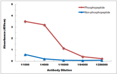 Anti-IKB alpha (phospho Ser32/Ser36) antibody used in ELISA (ELISA). GTX32224