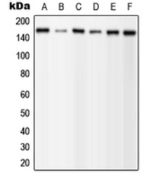 Anti-PLCG1 (phospho Tyr1253) antibody used in Western Blot (WB). GTX32238