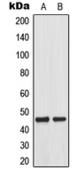 Anti-MEK1 (phospho Thr292) antibody used in Western Blot (WB). GTX32249