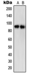Anti-STAT5A (phospho Ser780) antibody used in Western Blot (WB). GTX32268
