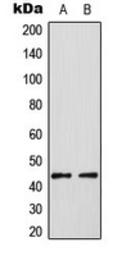 Anti-ELK3 (phospho Ser357) antibody used in Western Blot (WB). GTX32324
