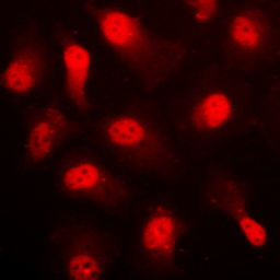 Anti-AMPK alpha 1 (phospho Ser496) antibody used in Immunocytochemistry/ Immunofluorescence (ICC/IF). GTX32345