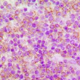 Anti-CDC25A (phospho Ser76) antibody used in IHC (Paraffin sections) (IHC-P). GTX32374