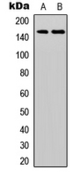 Anti-Her3 / ErbB3 (phospho Tyr1328) antibody used in Western Blot (WB). GTX32388
