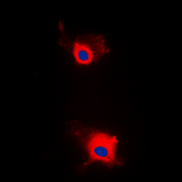 Anti-IRS1 (phospho Ser636) antibody used in Immunocytochemistry/ Immunofluorescence (ICC/IF). GTX32400