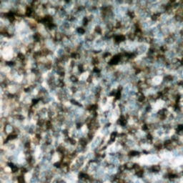 Anti-NCF1 (phospho Ser304) antibody used in IHC (Paraffin sections) (IHC-P). GTX32406