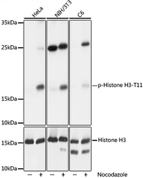Anti-Histone H3T11ph (phospho Thr11) antibody used in Western Blot (WB). GTX32417