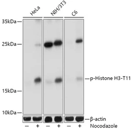 Anti-Histone H3T11ph (phospho Thr11) antibody used in Western Blot (WB). GTX32417