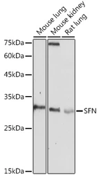 Anti-14-3-3 sigma antibody used in Western Blot (WB). GTX32418