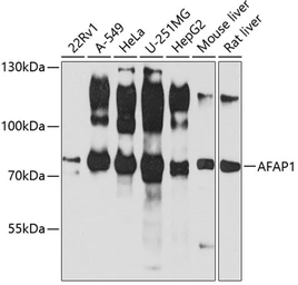 Anti-AFAP antibody used in Western Blot (WB). GTX32427