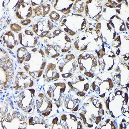 Anti-AIF antibody used in IHC (Paraffin sections) (IHC-P). GTX32428