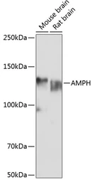 Anti-Amphiphysin antibody used in Western Blot (WB). GTX32438