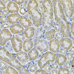 Anti-AP2A1 antibody used in IHC (Paraffin sections) (IHC-P). GTX32449