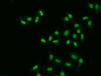 Anti-APE1 antibody used in Immunocytochemistry/ Immunofluorescence (ICC/IF). GTX32451