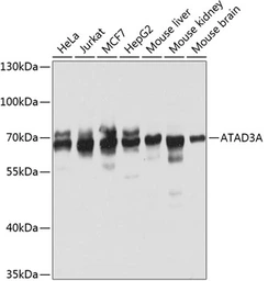 Anti-ATAD3A antibody used in Western Blot (WB). GTX32458