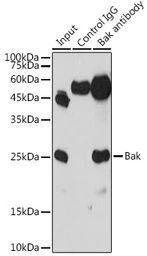 Anti-BAK antibody used in Immunoprecipitation (IP). GTX32463