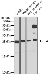 Anti-BAK antibody used in Western Blot (WB). GTX32463