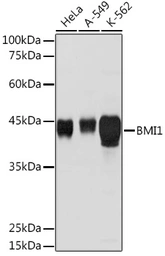 Anti-Bmi1 antibody used in Western Blot (WB). GTX32472