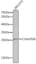 Anti-C14orf166 antibody used in Western Blot (WB). GTX32482