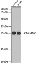 Anti-C14orf166 antibody used in Western Blot (WB). GTX32482