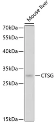 Anti-Cathepsin G antibody used in Western Blot (WB). GTX32491