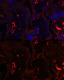 Anti-CD10 antibody used in IHC (Paraffin sections) (IHC-P). GTX32493