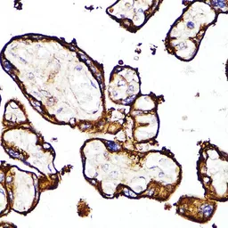 Anti-CD10 antibody used in IHC (Paraffin sections) (IHC-P). GTX32493