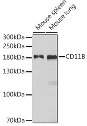 Anti-CD11b antibody used in Western Blot (WB). GTX32495