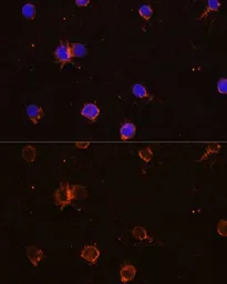 Anti-CD11b antibody used in Immunocytochemistry/ Immunofluorescence (ICC/IF). GTX32495