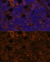 Anti-CD11b antibody used in IHC (Paraffin sections) (IHC-P). GTX32495