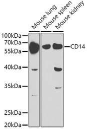 Anti-CD14 antibody used in Western Blot (WB). GTX32497