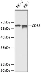 Anti-CD58 antibody used in Western Blot (WB). GTX32503