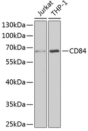 Anti-CD84 antibody used in Western Blot (WB). GTX32506