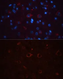 Anti-CD90 antibody used in IHC (Paraffin sections) (IHC-P). GTX32508