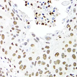Anti-CDX2 antibody used in IHC (Paraffin sections) (IHC-P). GTX32513