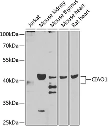 Anti-CIAO1 antibody used in Western Blot (WB). GTX32522