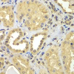 Anti-CIAO1 antibody used in IHC (Paraffin sections) (IHC-P). GTX32522