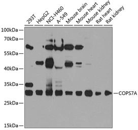 Anti-COPS7A antibody used in Western Blot (WB). GTX32533