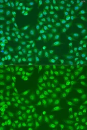 Anti-COPS7A antibody used in Immunocytochemistry/ Immunofluorescence (ICC/IF). GTX32533