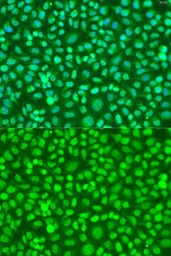 Anti-COQ7 antibody used in Immunocytochemistry/ Immunofluorescence (ICC/IF). GTX32534