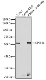 Anti-CPSF3L antibody used in Immunoprecipitation (IP). GTX32537